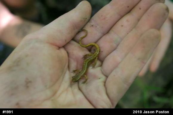 Eastern Long-tailed Salamander