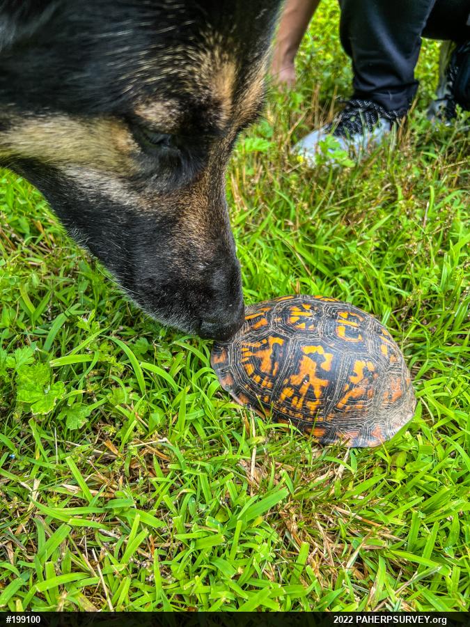Eastern Box Turtle