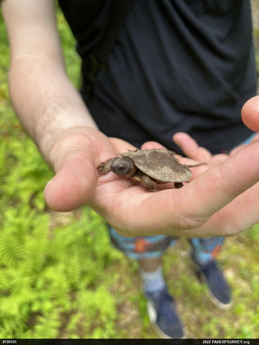 Wood Turtle
