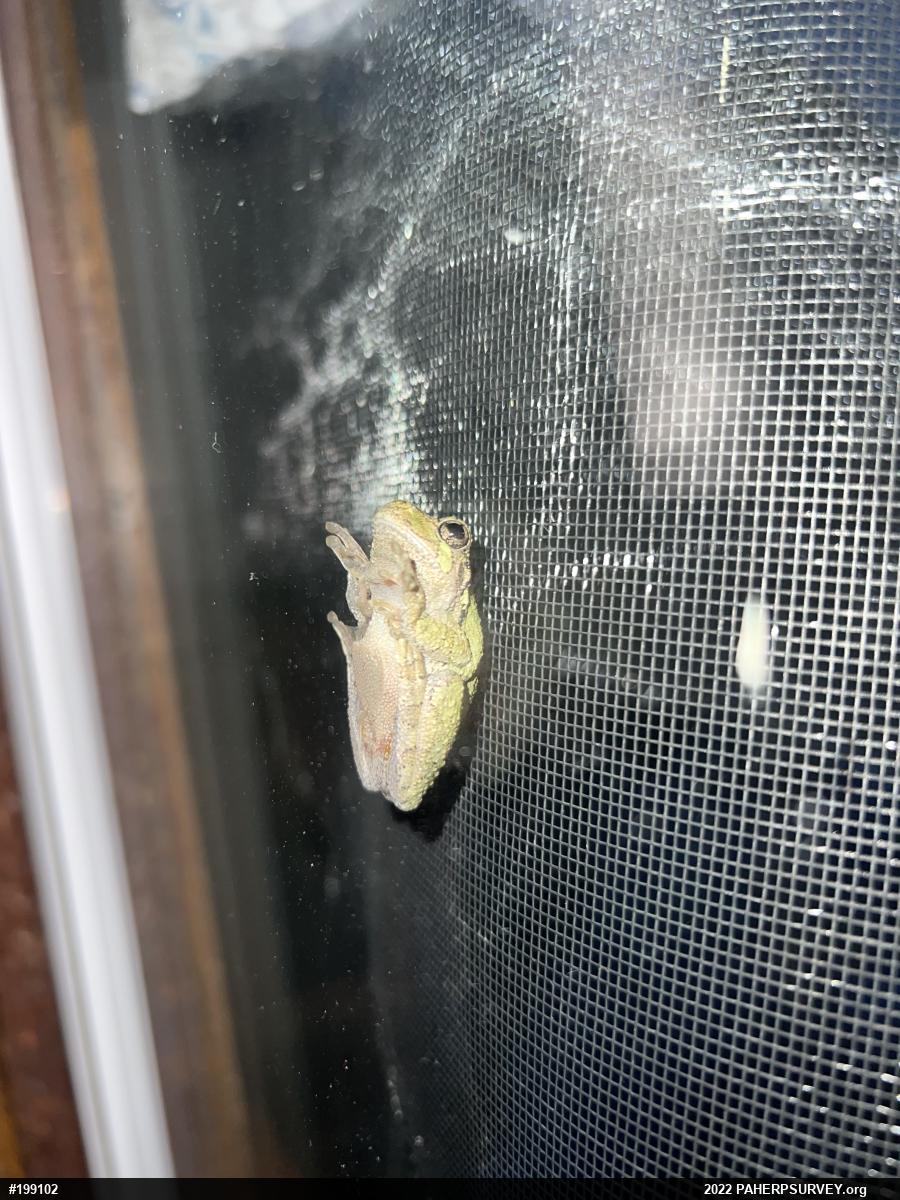 Unknown Gray Treefrog