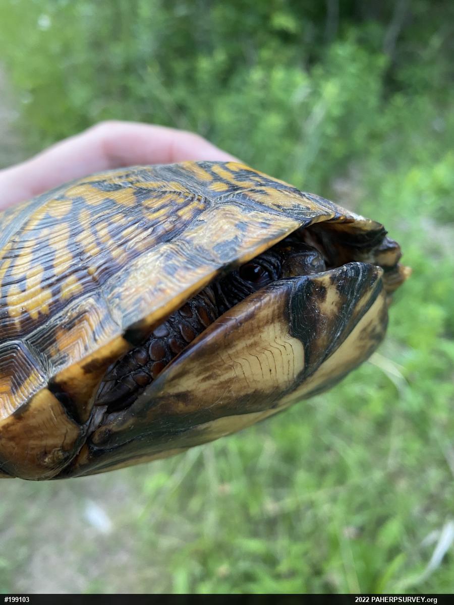 Eastern Box Turtle