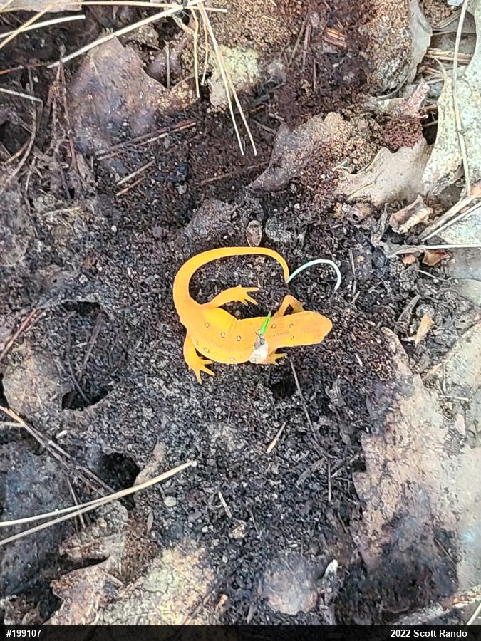 Red-spotted Newt