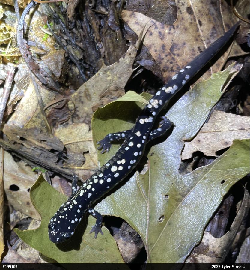 Northern Slimy Salamander