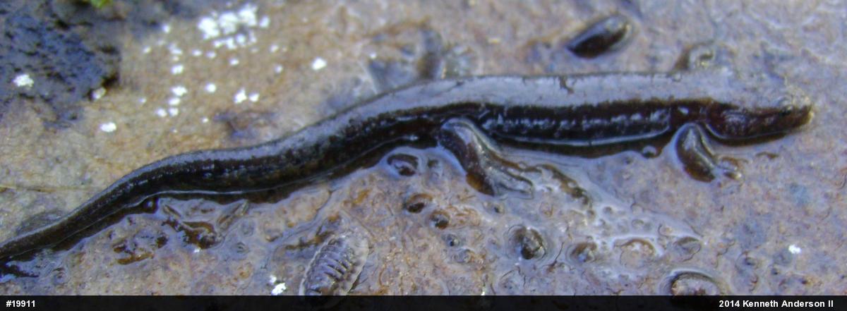 Dusky Salamanders