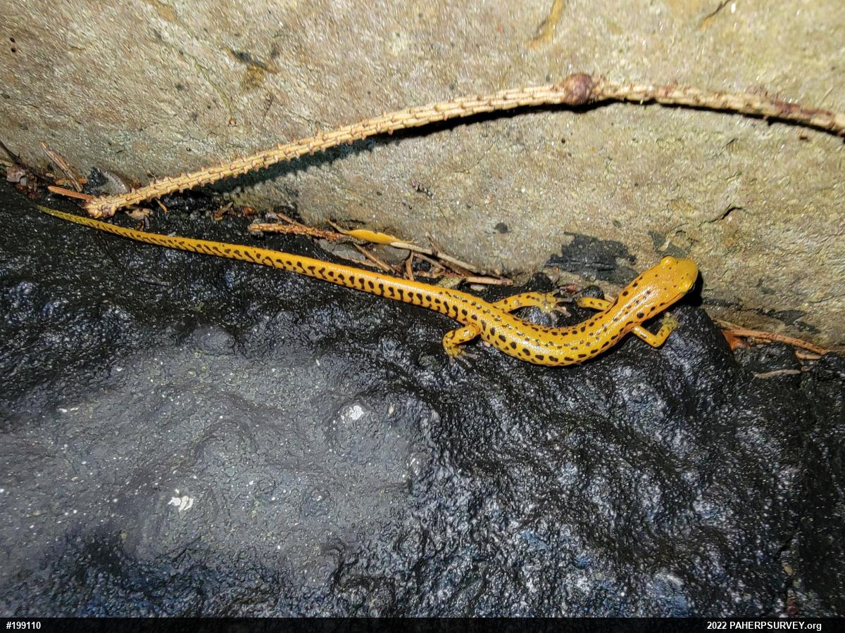 Eastern Long-tailed Salamander