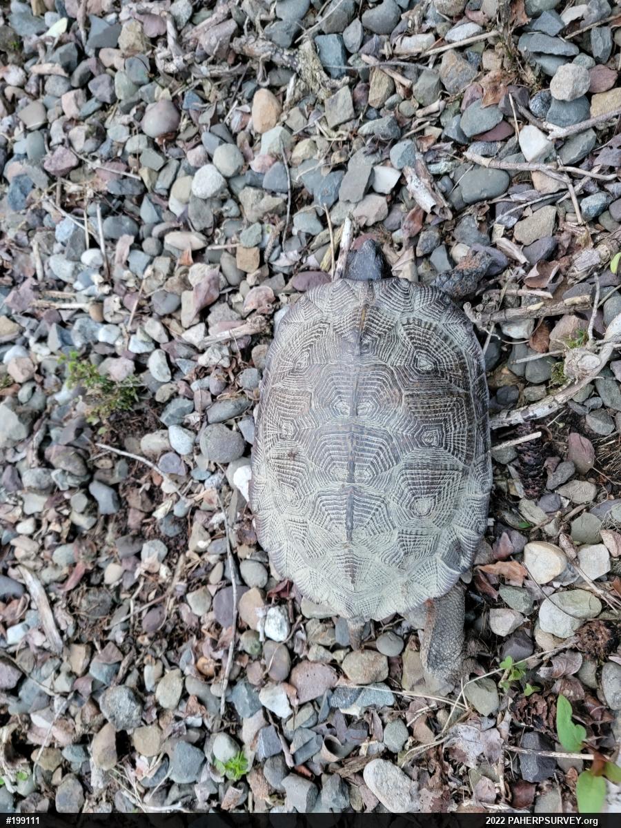Wood Turtle