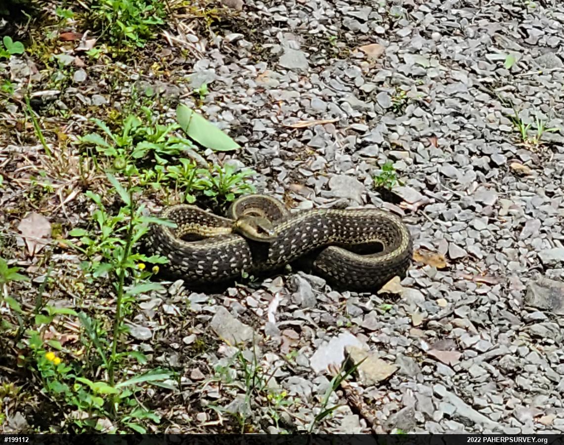 Eastern Gartersnake