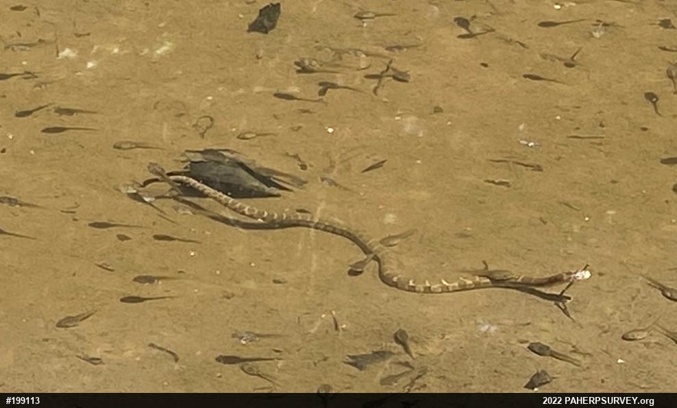 Northern Watersnake