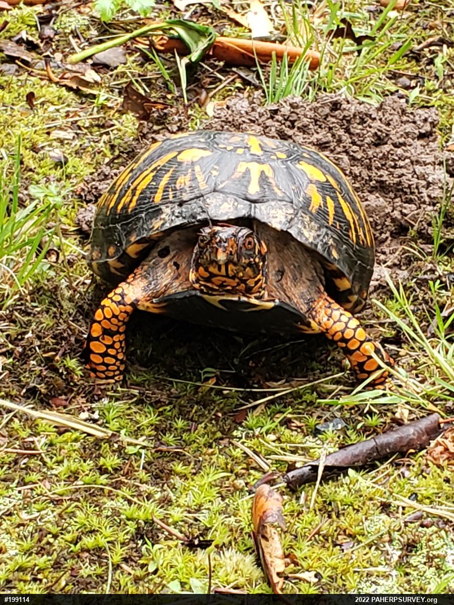 Eastern Box Turtle