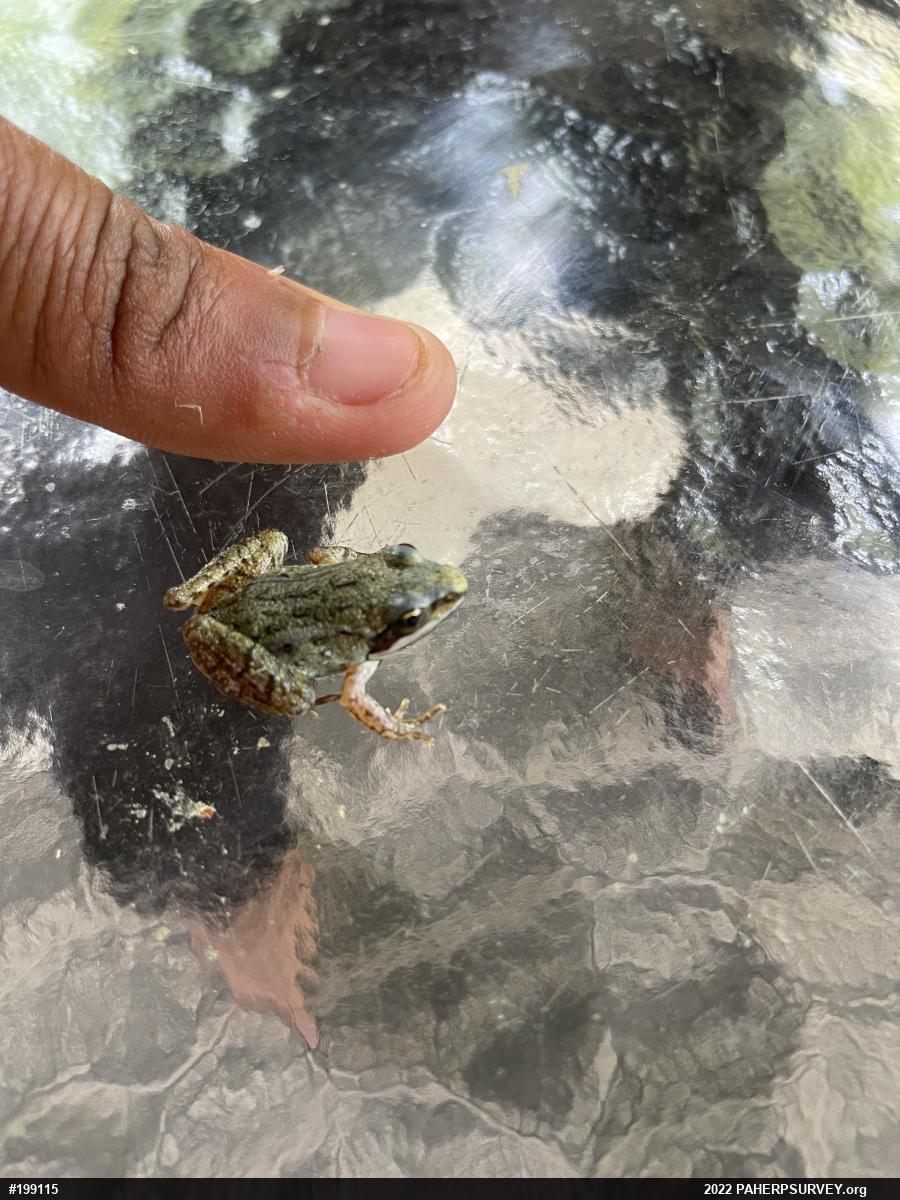 Wood Frog