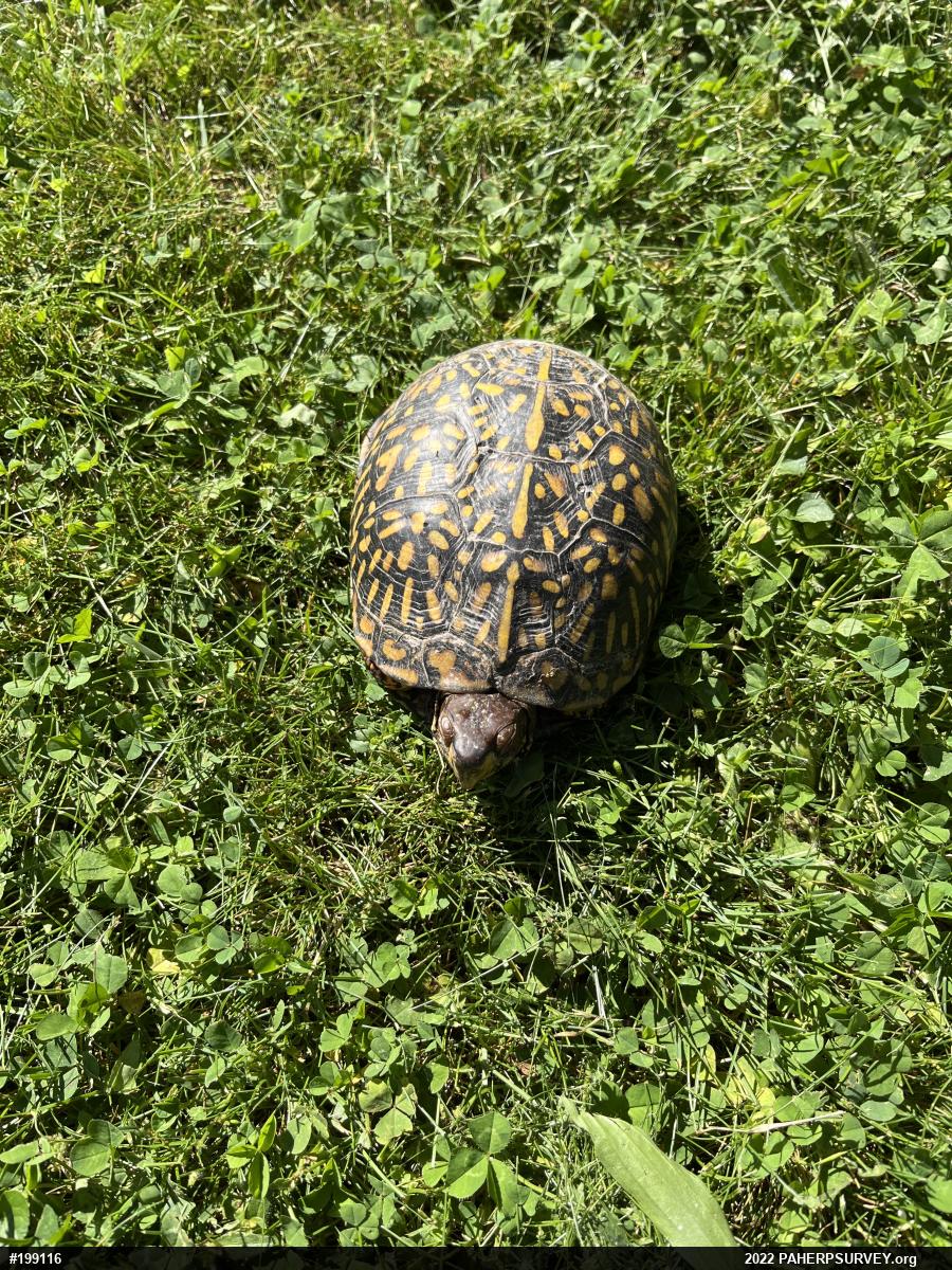 Eastern Box Turtle