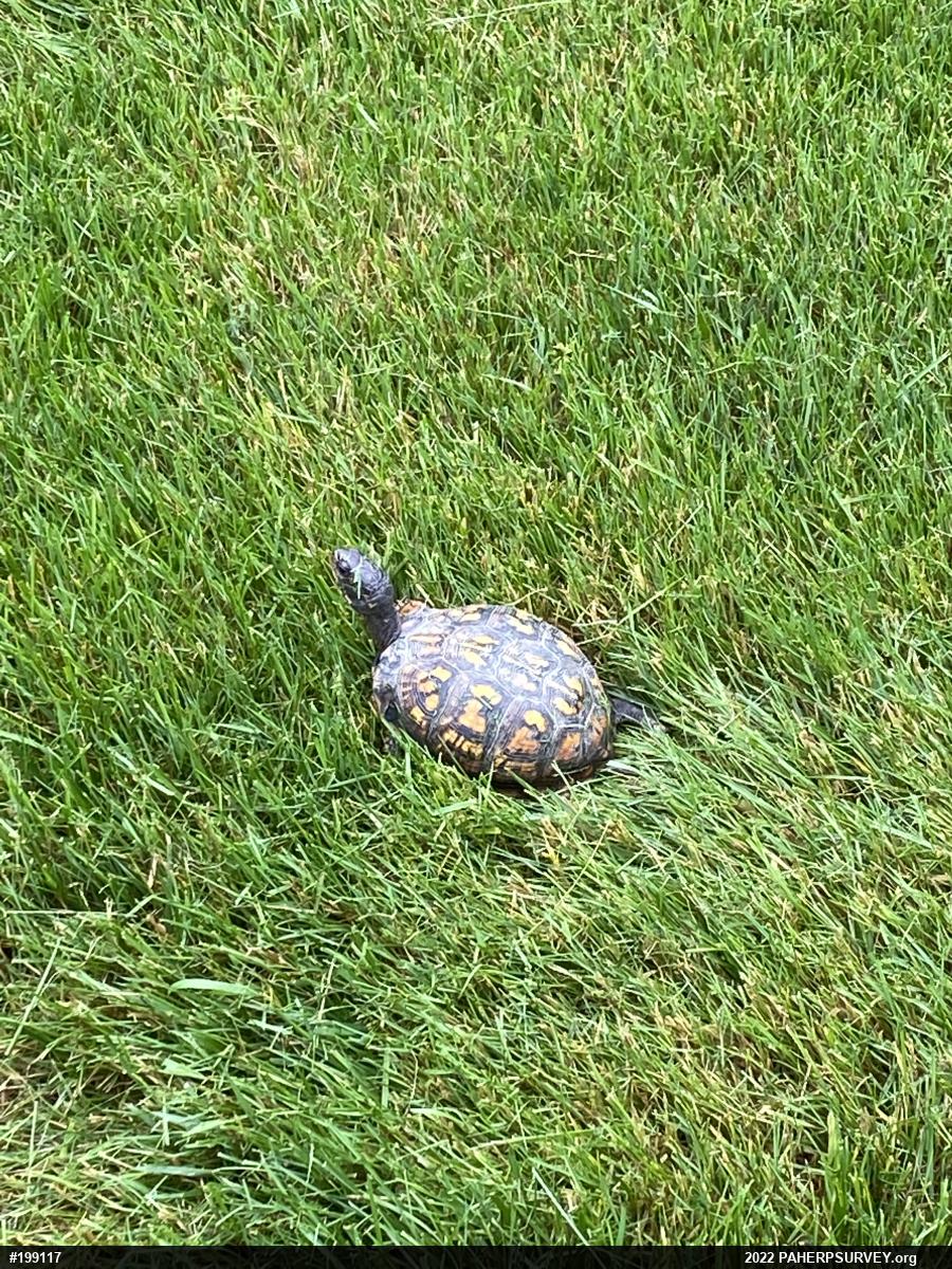 Eastern Box Turtle