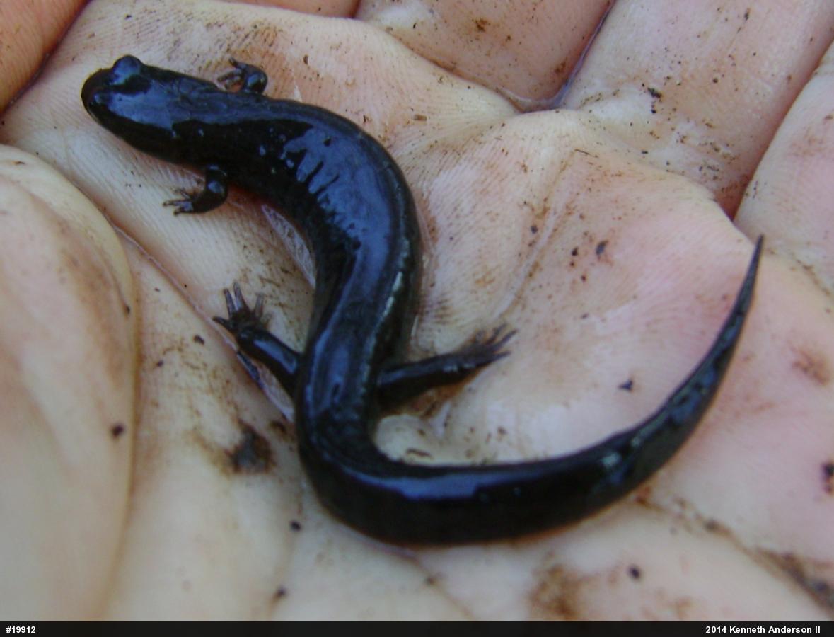 Northern Dusky Salamander