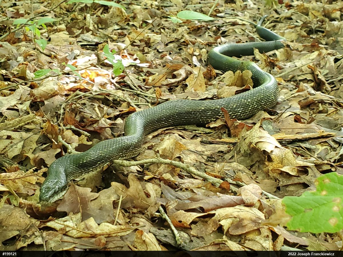 Eastern Ratsnake