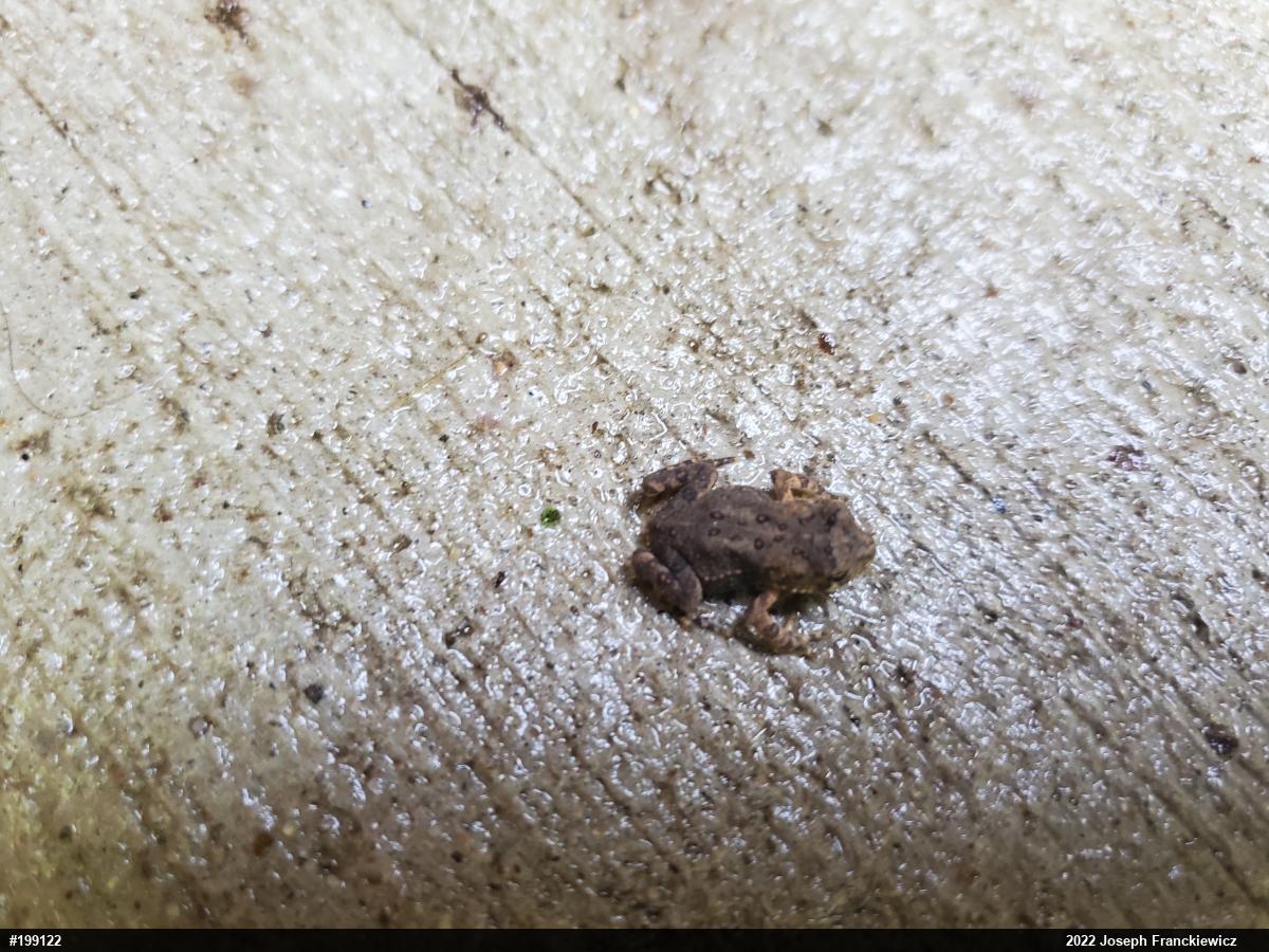 Eastern American Toad