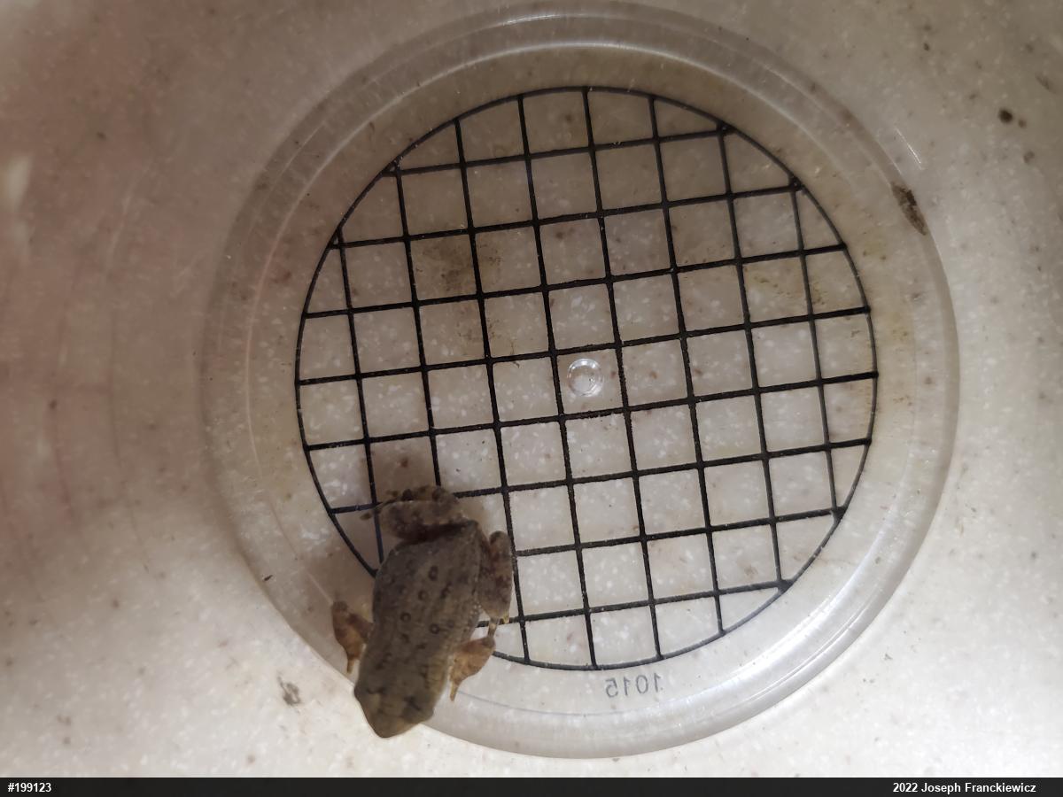 Eastern American Toad