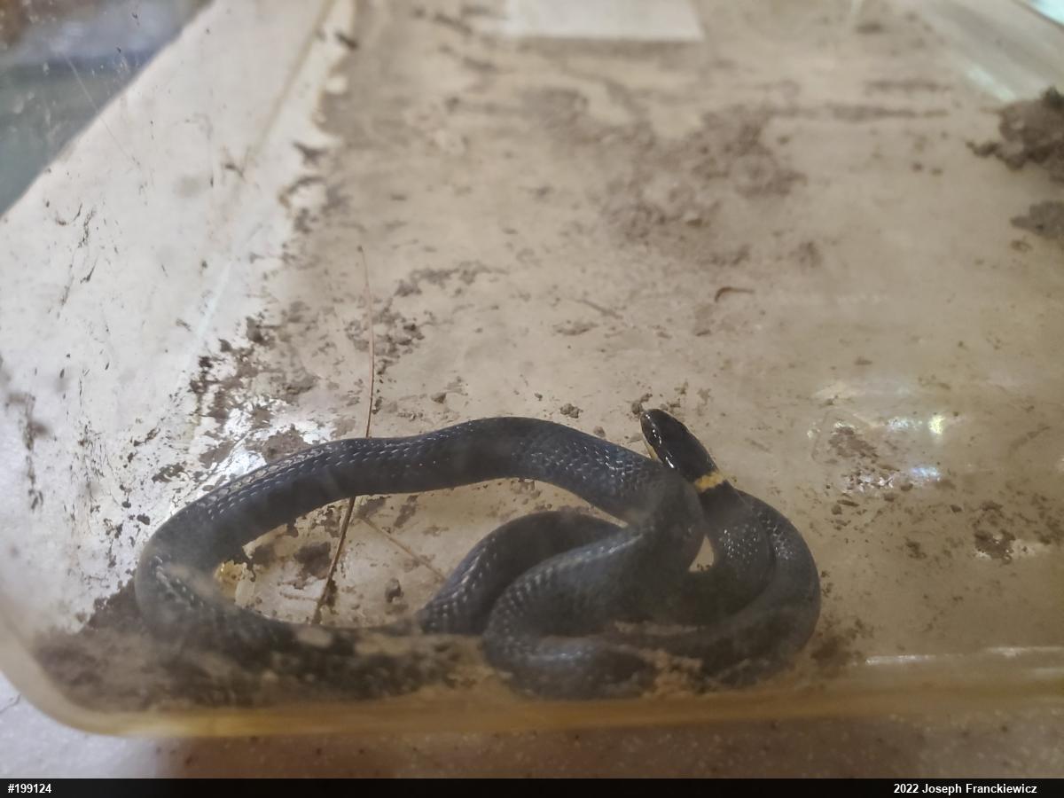 Northern Ring-necked Snake