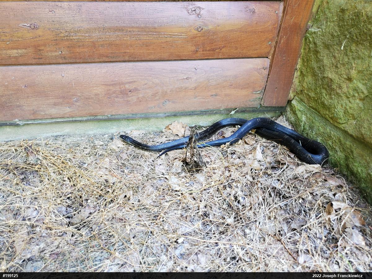Eastern Ratsnake