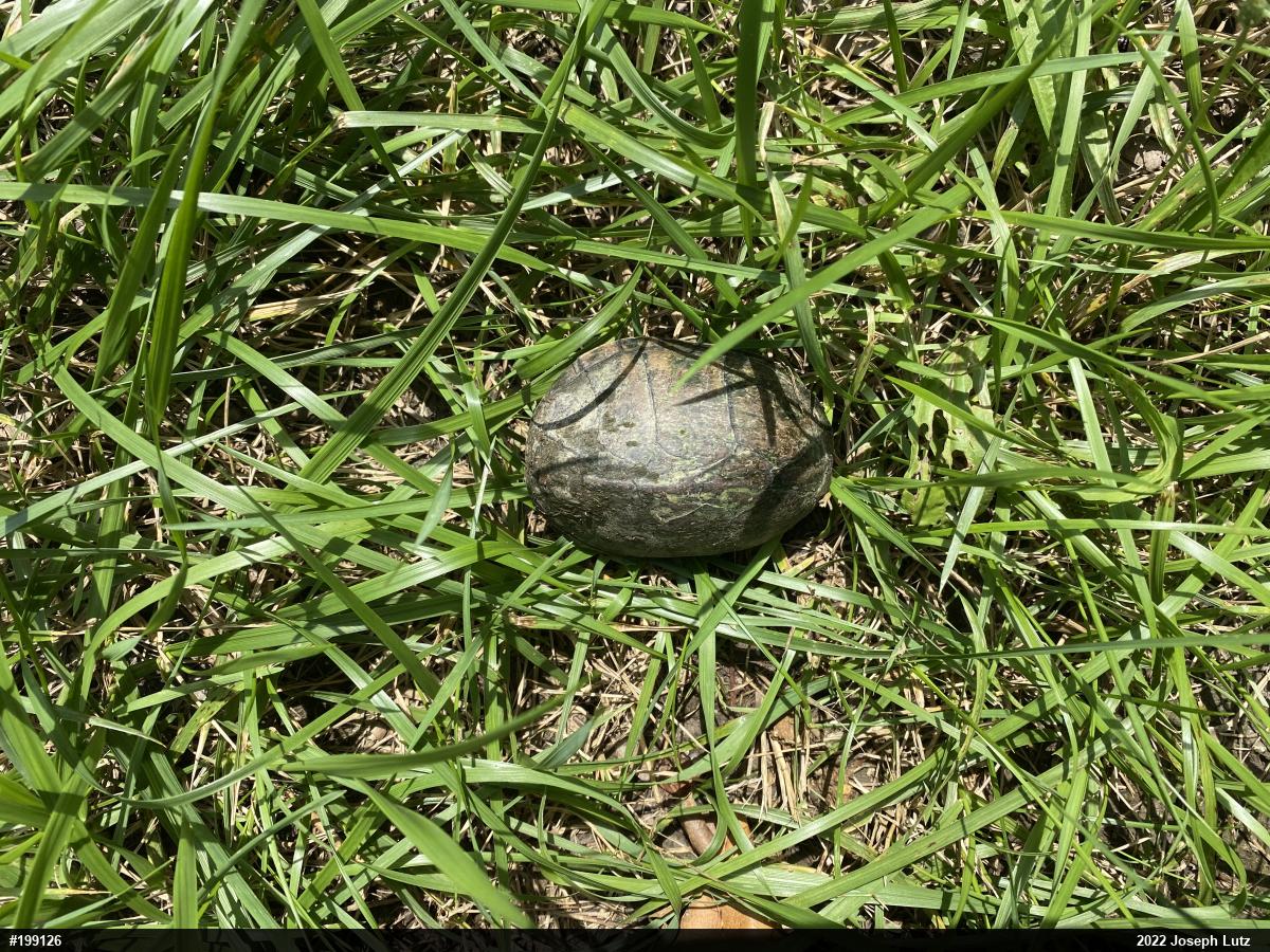 Eastern Musk Turtle