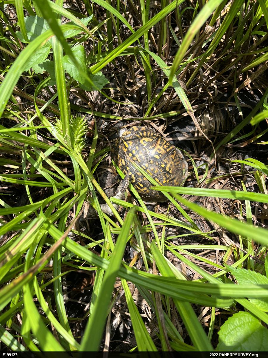 Eastern Box Turtle