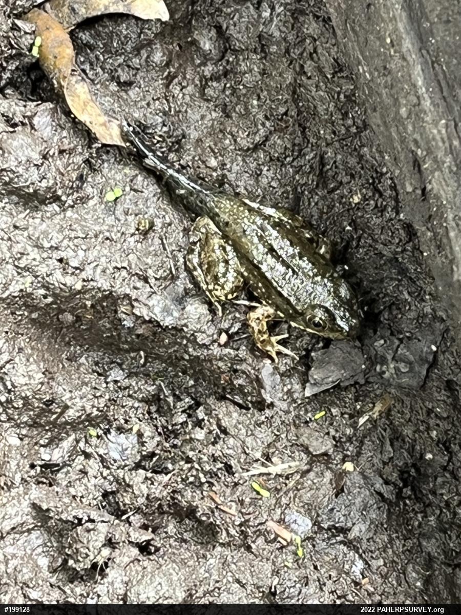 Green Frog