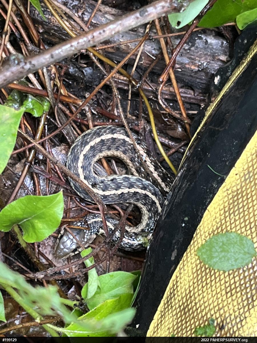 Eastern Gartersnake