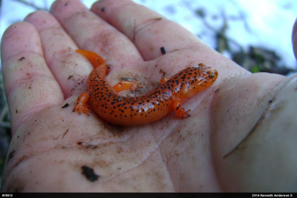 Northern Red Salamander