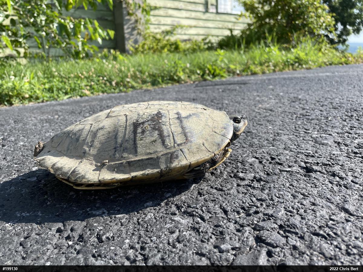 Northern Map Turtle