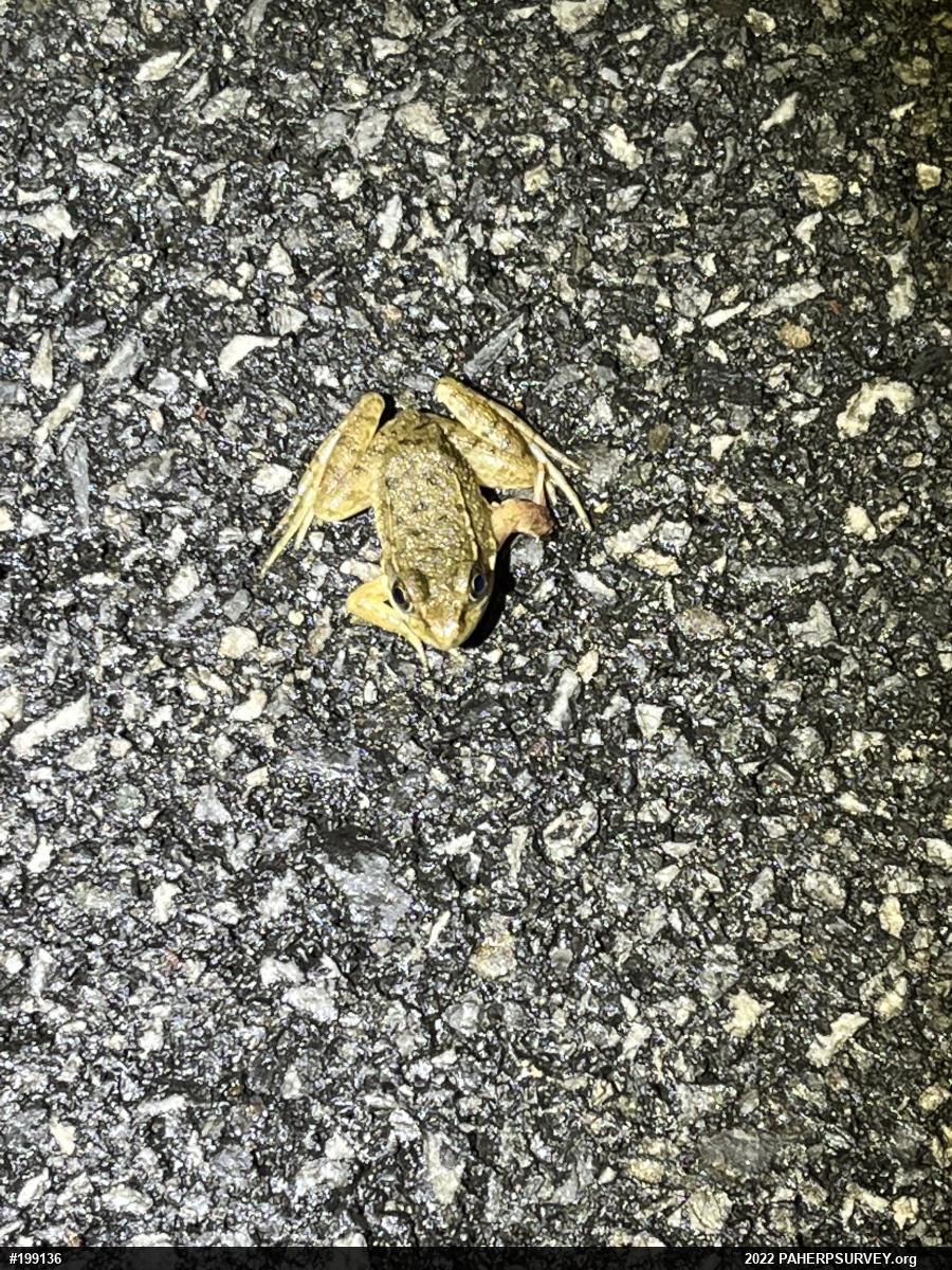 Green Frog