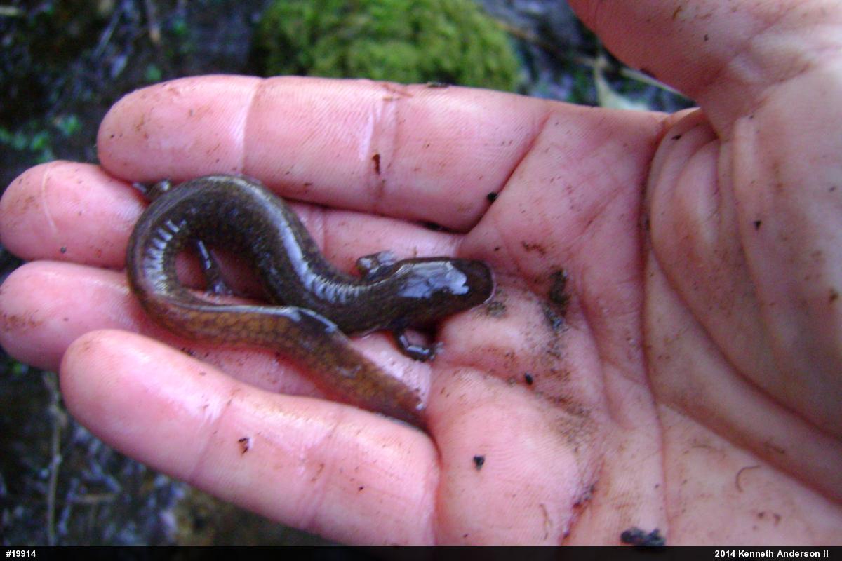 Northern Spring Salamander