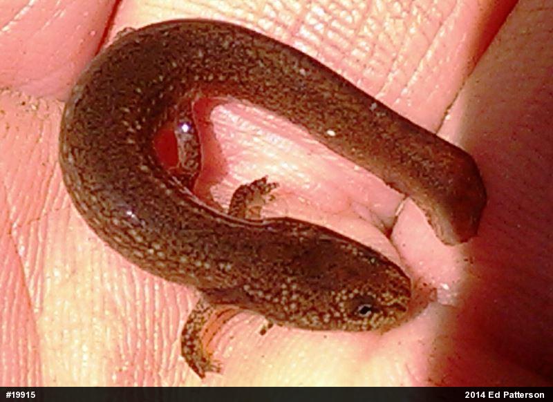 Northern Red Salamander