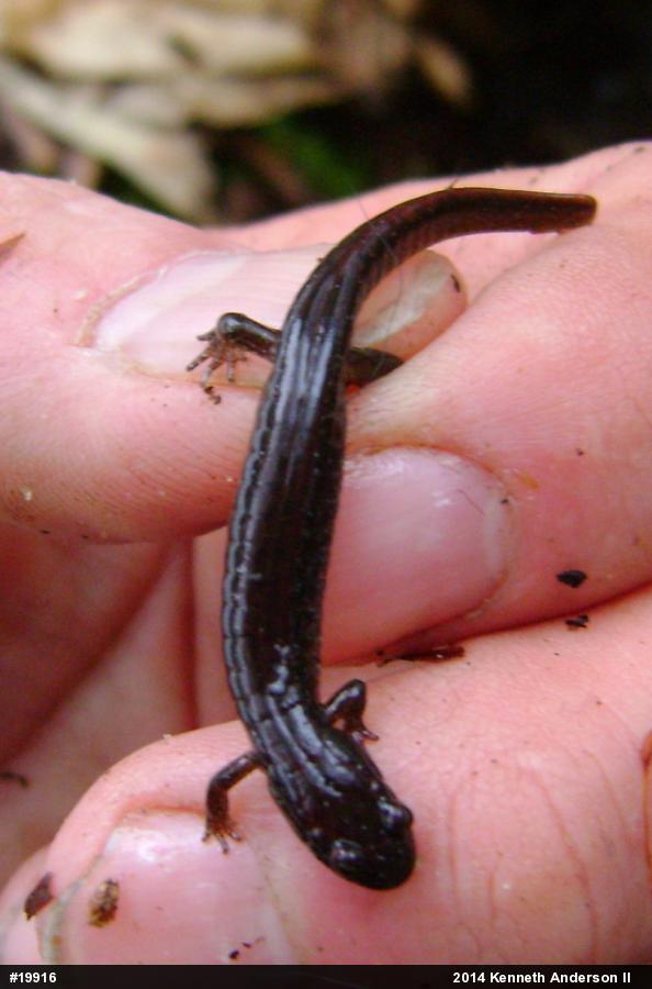 Northern Dusky Salamander