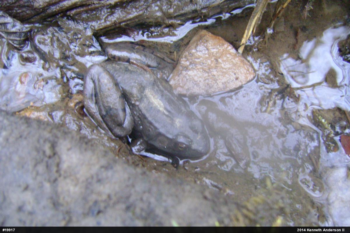 Green Frog