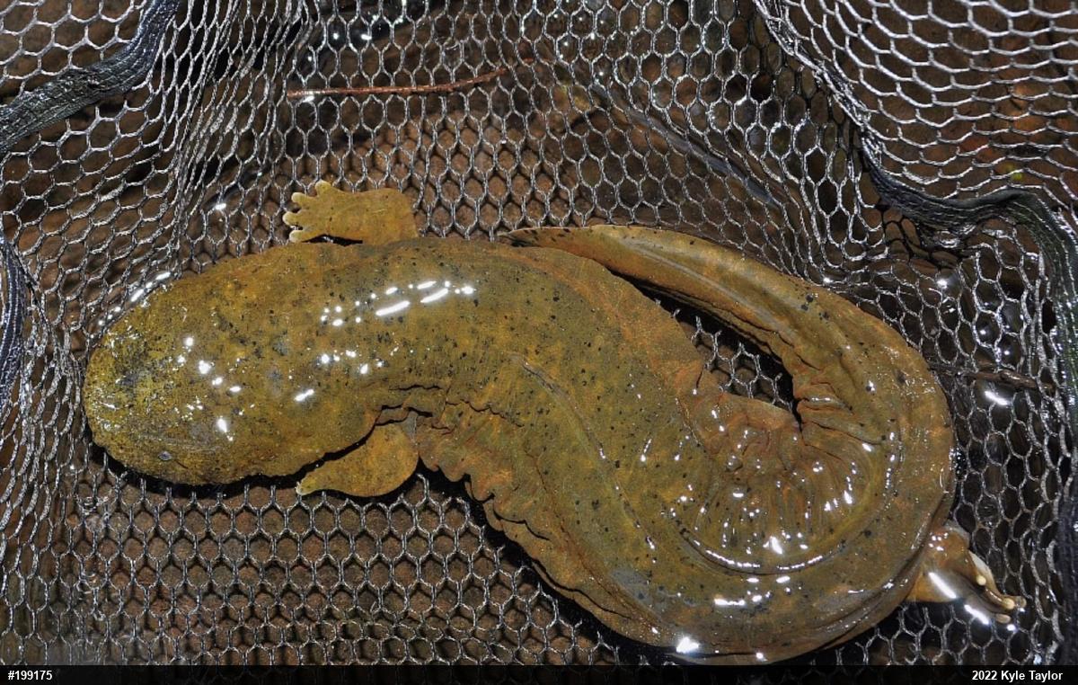 Eastern Hellbender