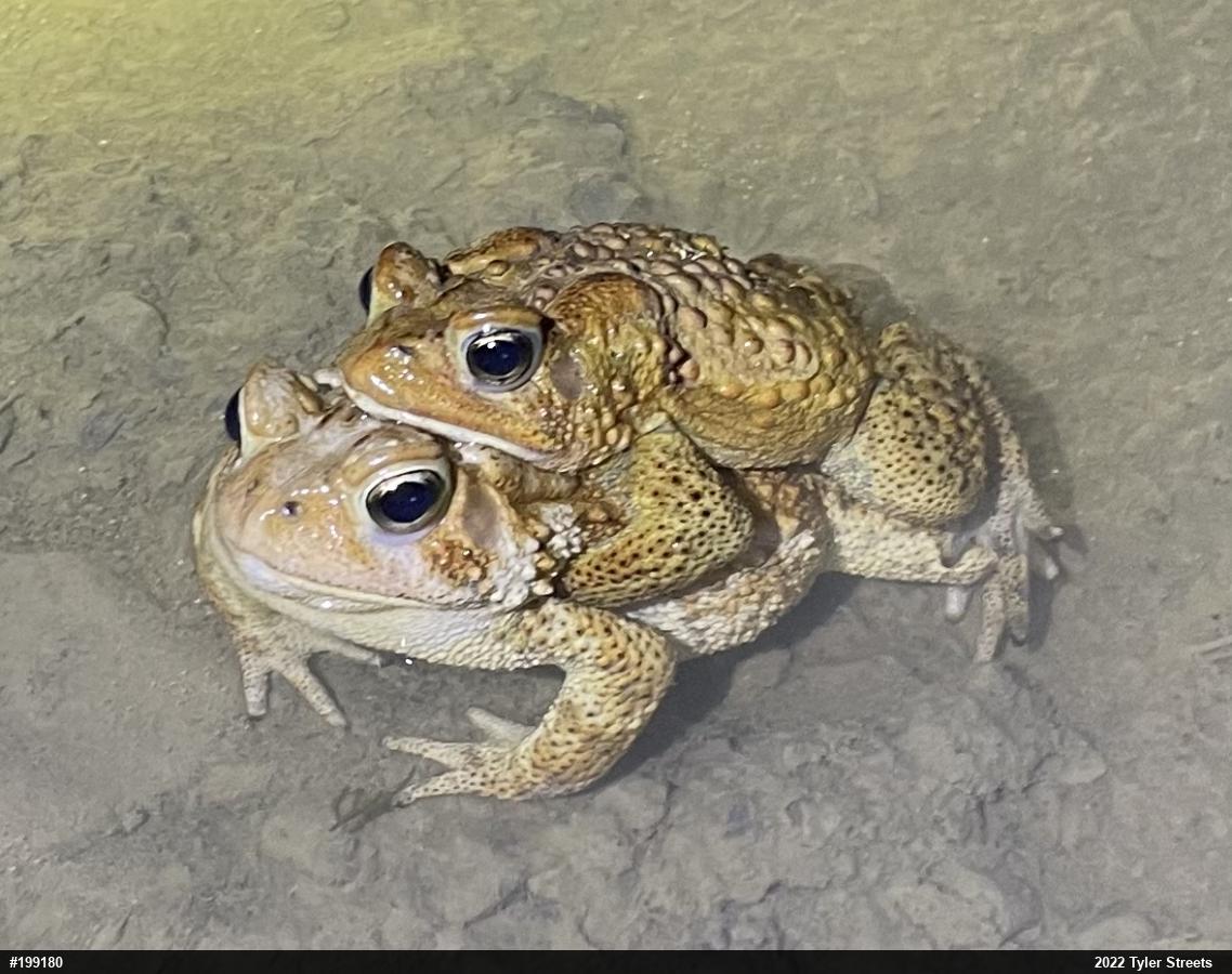 Eastern American Toad