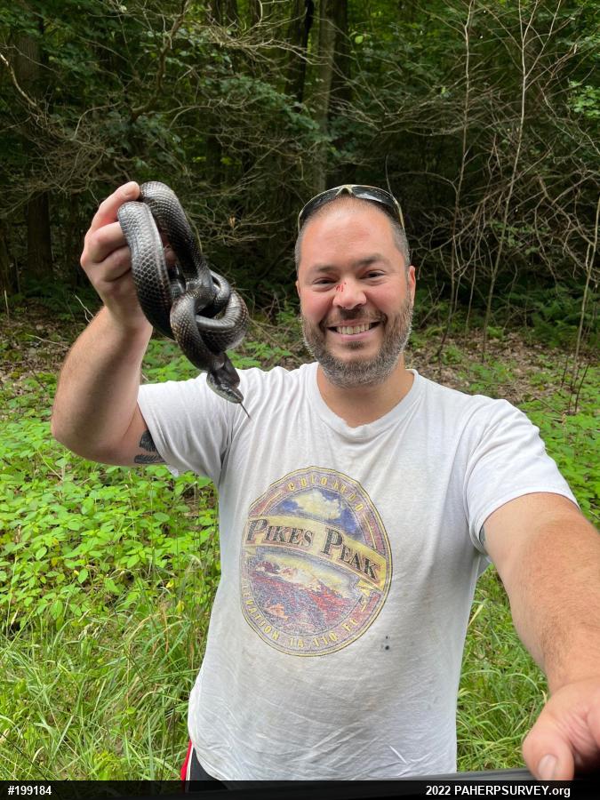 Eastern Ratsnake