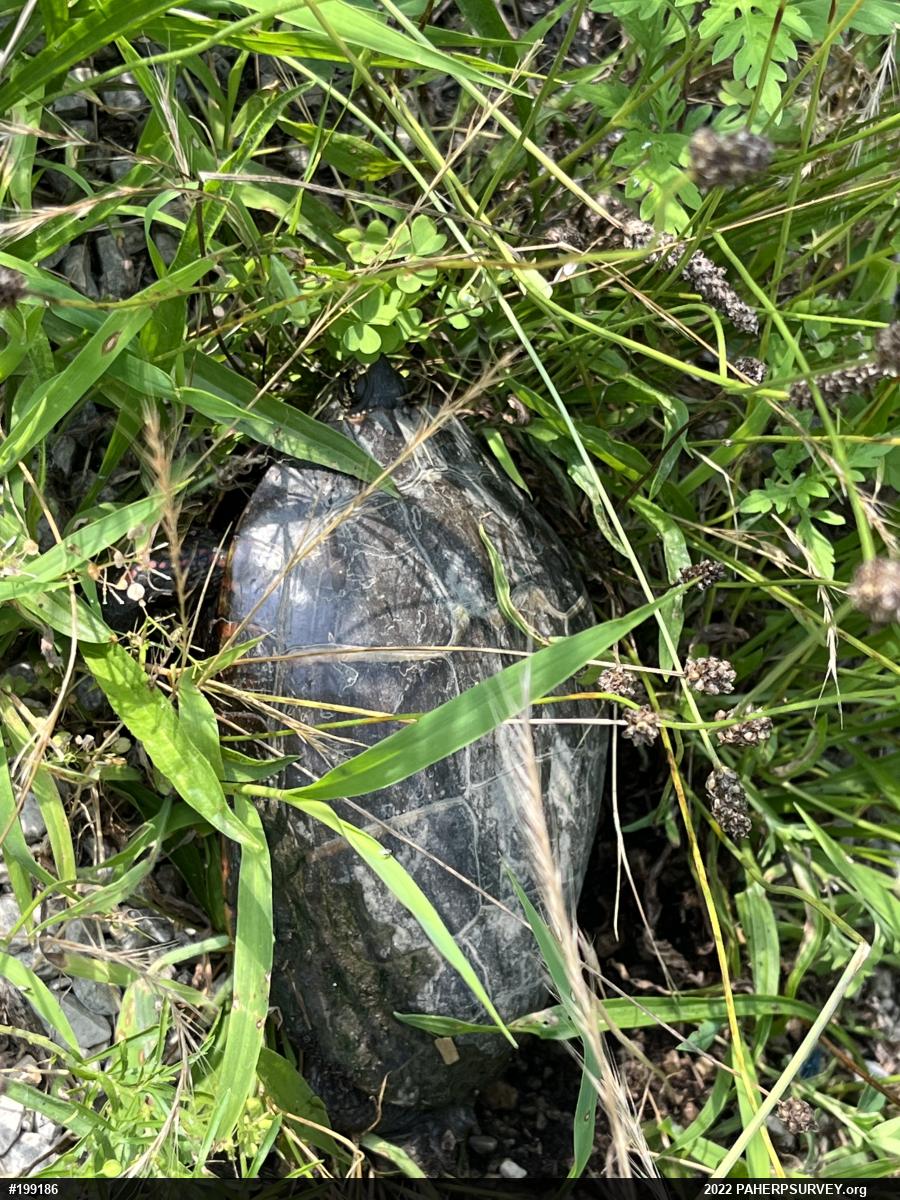 Eastern Painted Turtle