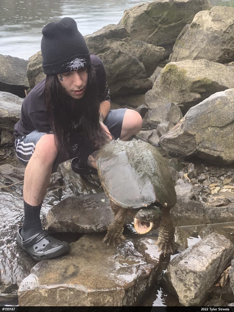 Snapping Turtle