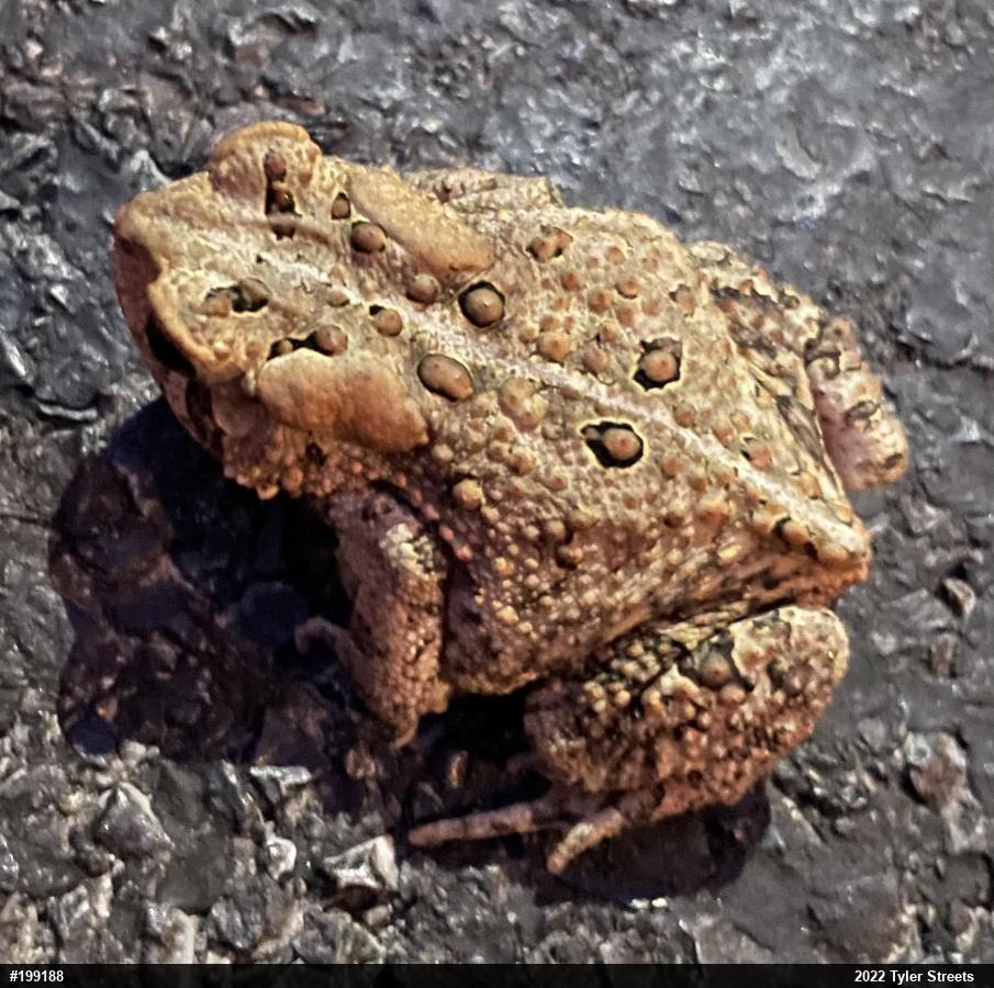 Eastern American Toad