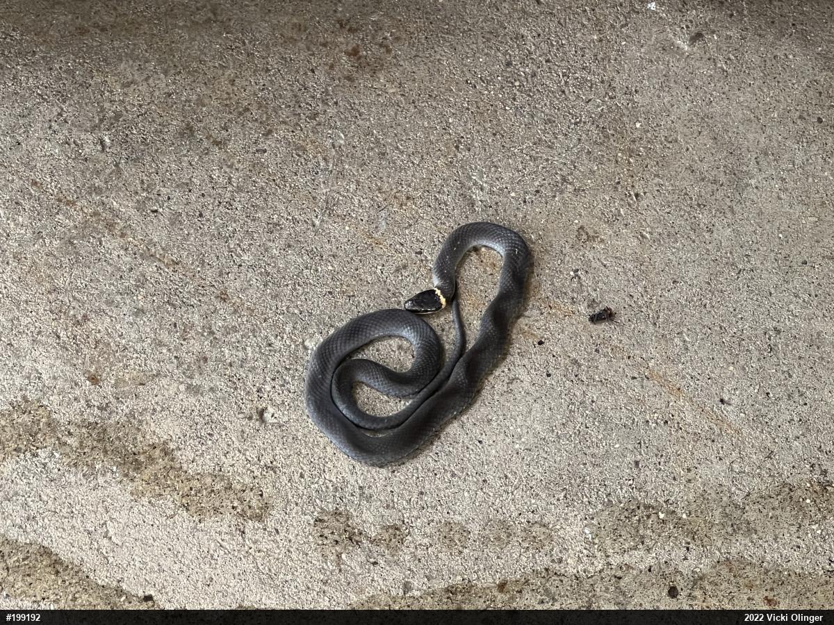 Northern Ring-necked Snake