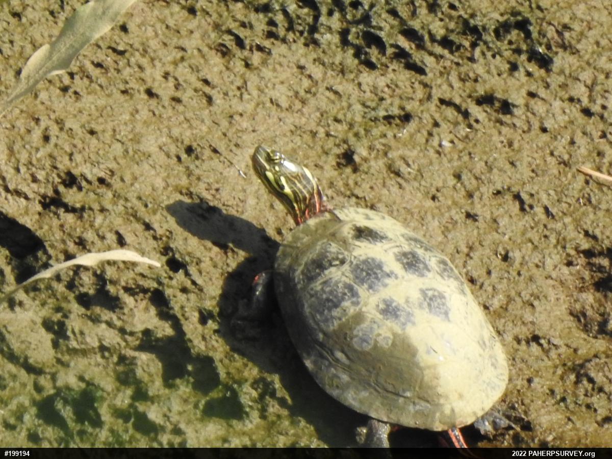 Midland Painted Turtle