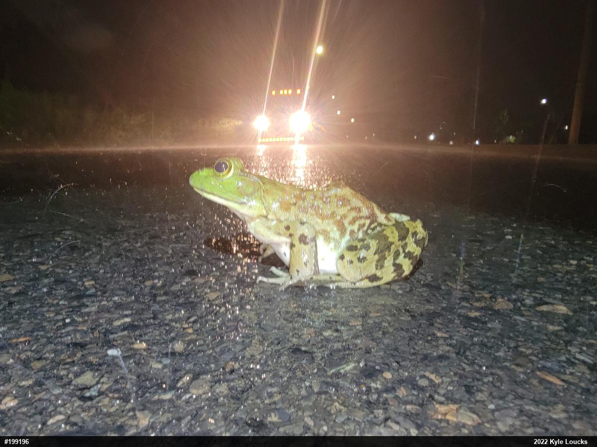 American Bullfrog