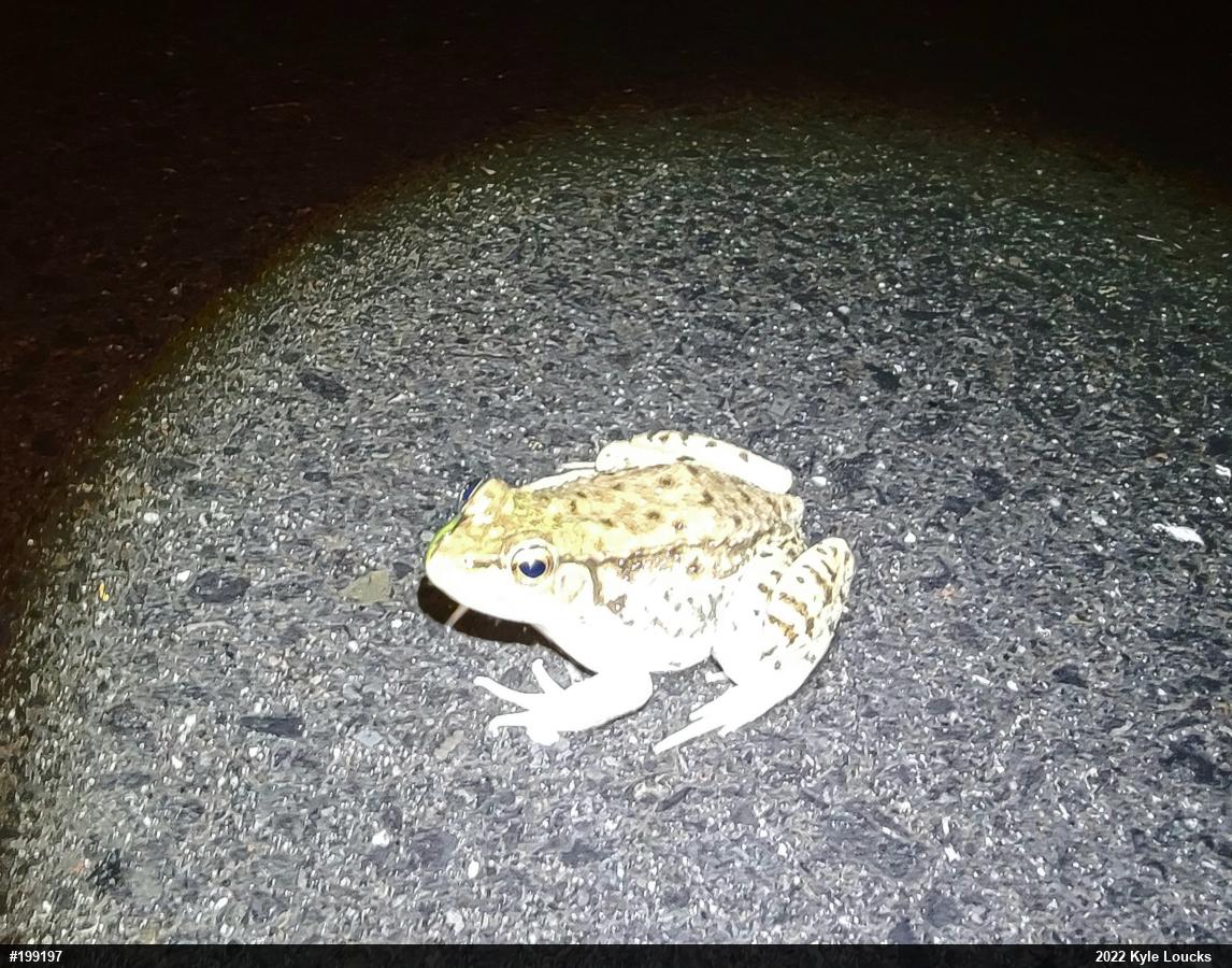 Green Frog