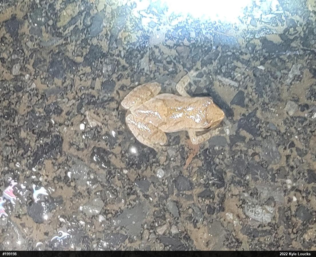 Spring Peeper