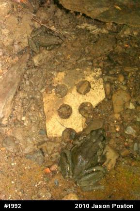 Green Frog