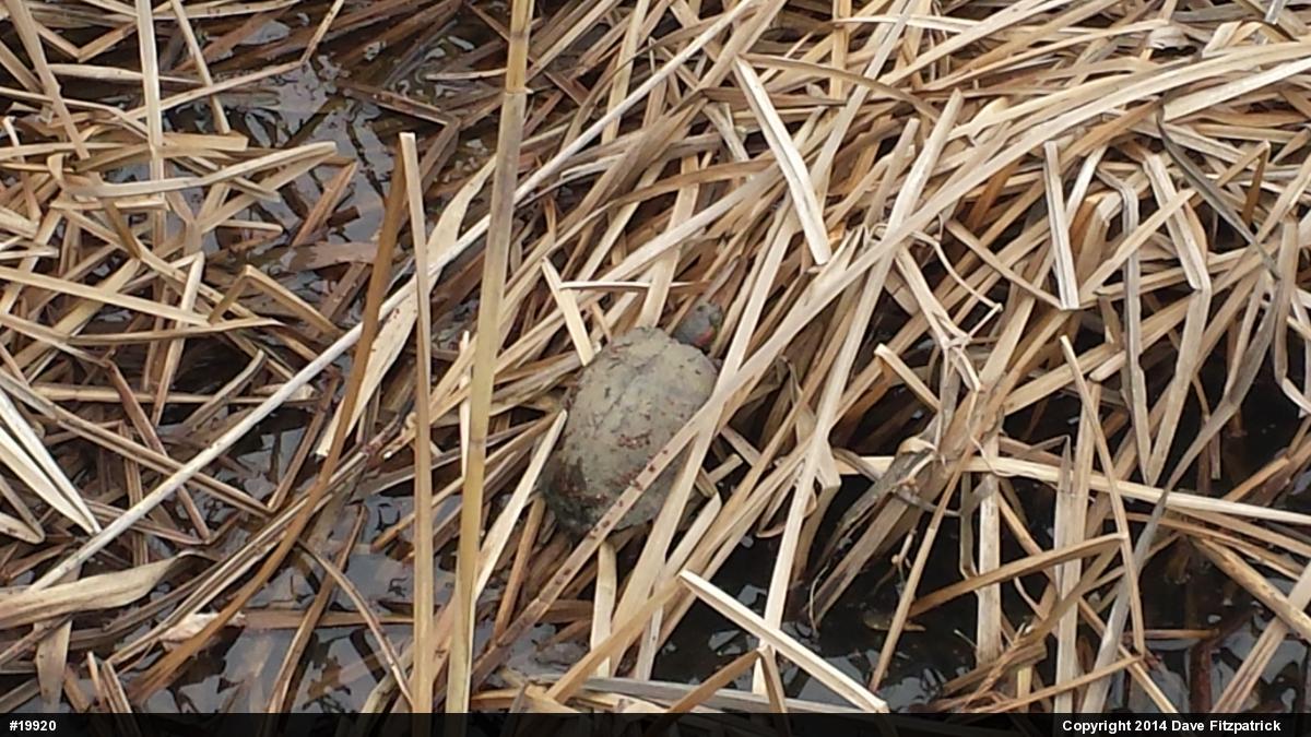 Red-eared Slider