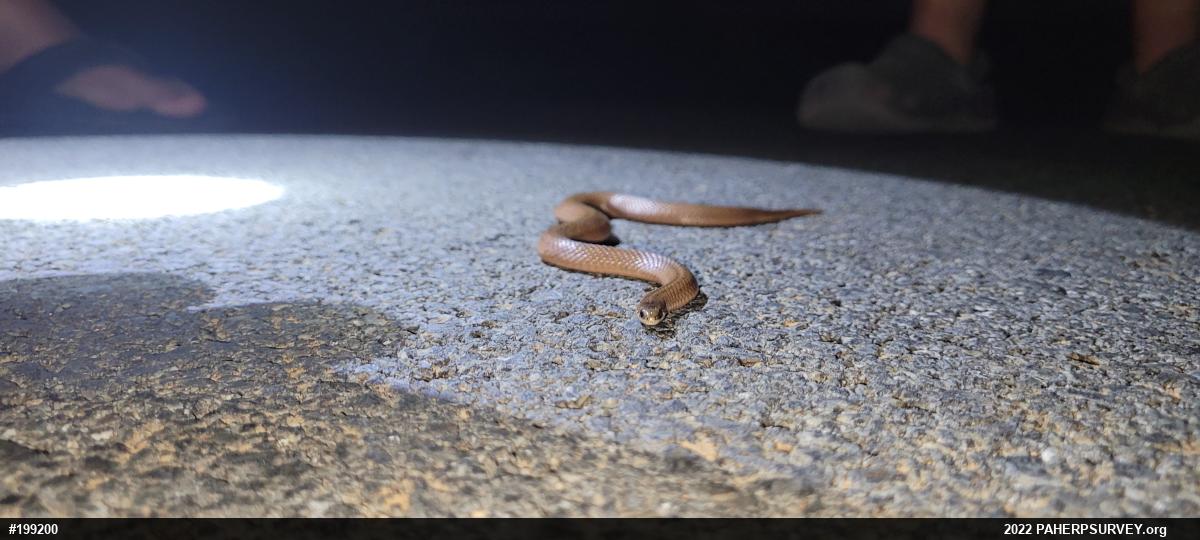 Mountain Earthsnake