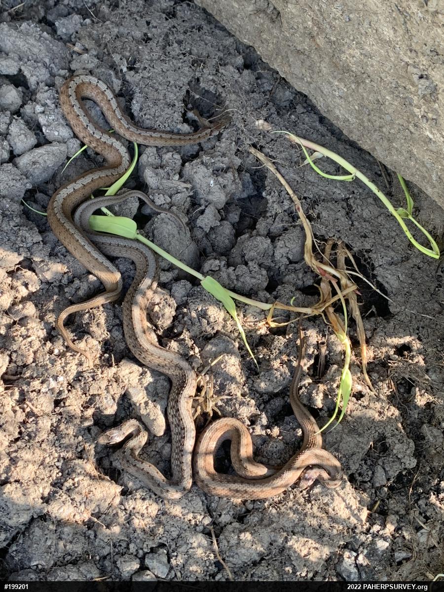 Dekay's Brownsnake