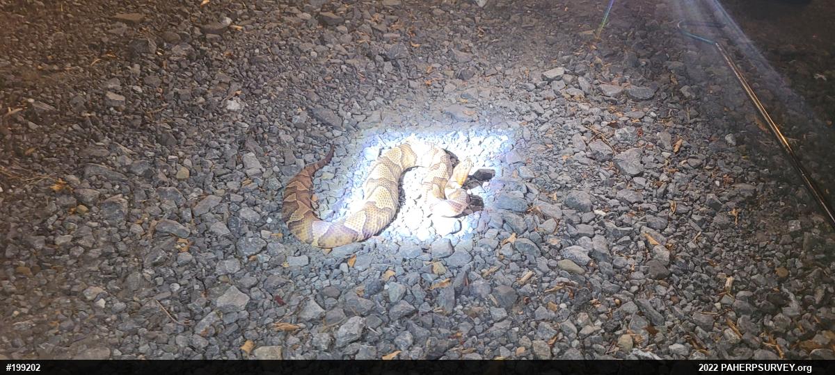 Northern Copperhead