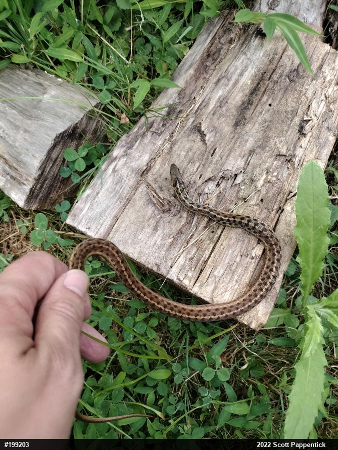 Eastern Gartersnake